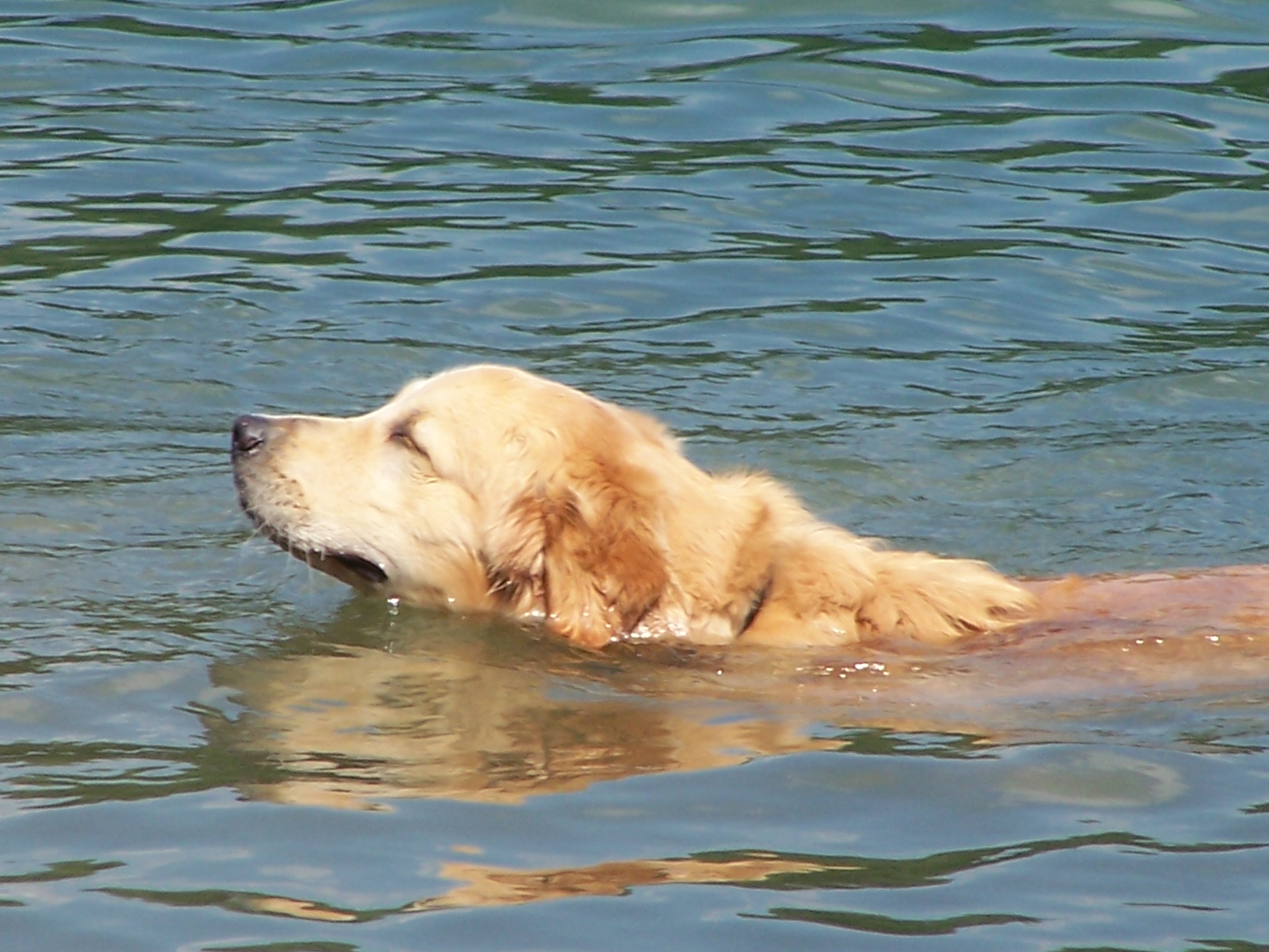 waterdoggpfurpup.jpg